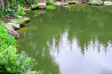 backyard garden pond with green plant