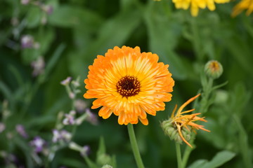 calendula