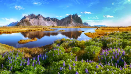 Crédence de cuisine en verre imprimé Paysage Belle journée ensoleillée et fleurs de lupin sur le cap Stokksnes en Islande.