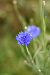 Kornblumen (Centaurea cyanus)