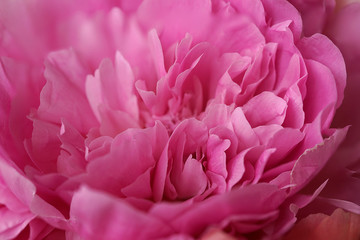 big pink peony flower close up background