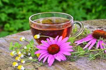 Tea with echinacea useful to health. - obrazy, fototapety, plakaty
