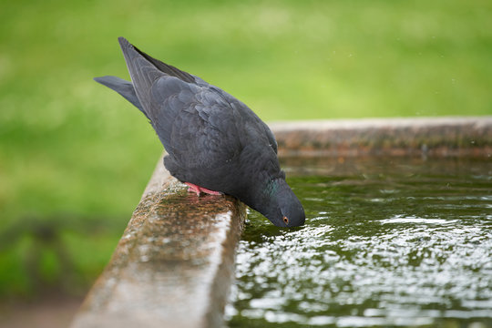 Pigeon drinking water at a fountain in summer day