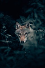 Selektive Fokusaufnahme in vertikaler Nahaufnahme eines wilden, schönen grauen Wolfs in einem Wald, der die Kamera anschaut