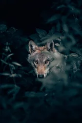Fototapete Schwarz Selektive Fokusaufnahme in vertikaler Nahaufnahme eines wilden, schönen grauen Wolfs in einem Wald, der die Kamera anschaut