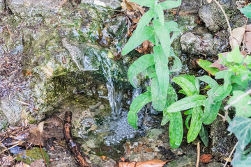 river with water and vegetation