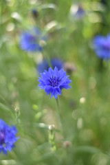 Kornblumen (Centaurea cyanus)