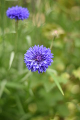 Obraz premium Kornblumen (Centaurea cyanus)
