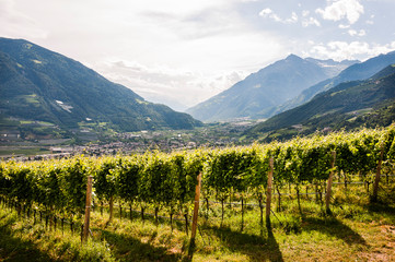 Fototapeta na wymiar Dorf Tirol, Algund, Weinberge, Waalweg, Wanderweg, Dorf, Obstbäume, Vinschgau, Südtirol, Sommer, Italien