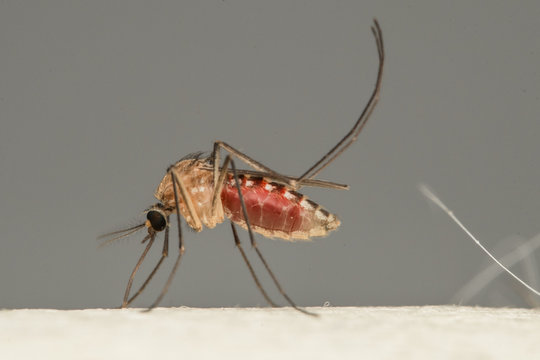 Close-up side view of a mosquito on a person's skin