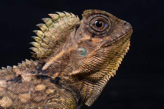 Portrait of a Boyd's forest dragon, Indonesia