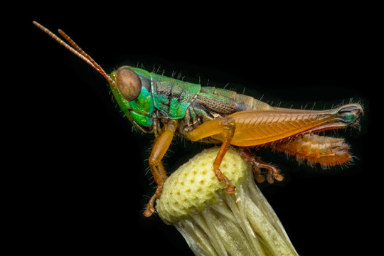 Portrait of a grasshopper on a plant, Indonesia - Powered by Adobe