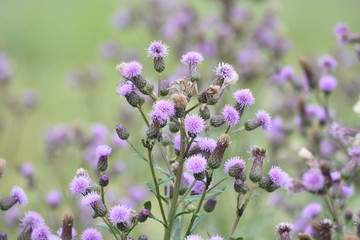 pink flowers