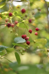 Obraz premium Unreife Beeren einer Felsenbirne (Amelanchier)