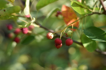Unreife Beeren einer Felsenbirne (Amelanchier)