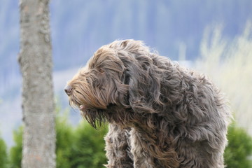 dog head portrait on a windy day