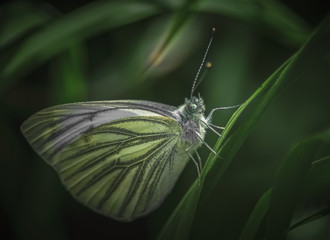 Schmetterling im Abendlicht