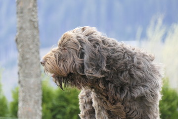 dog head portrait on a windy day