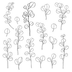eucalyptus branches, vector illustration