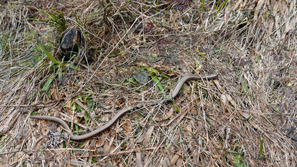 a beautiful anguis fragilis on the forest floor