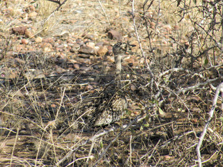 Red-crested Korhaan (Lophotis ruficrista)