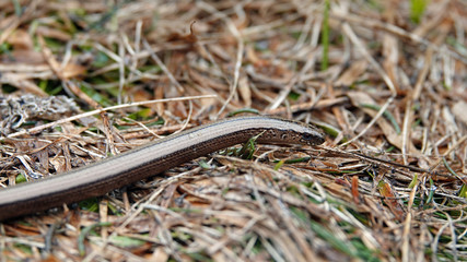 a beautiful anguis fragilis on the forest floor