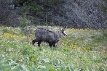 a chamois in change of coat