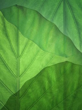Close-up of green leaves, South Korea
