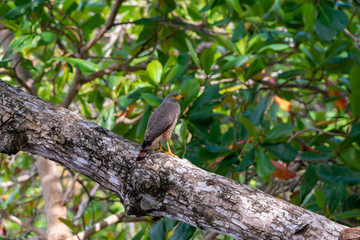 Roadside Hawk (Buteo magnirostris)