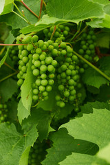 Vineyards with grapevine and winery along wine road in the evening sun, Austria Europe