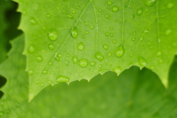 Grapes leaves in a vineyard. Grape leaves. A green vine grape leaf close-up in a blurry foliage background.