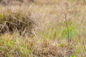 Red-crested Korhaan (Lophotis ruficrista)