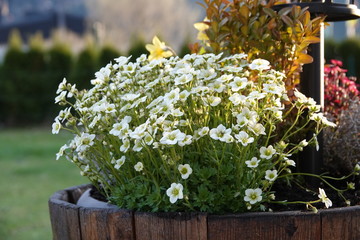 beautiful bouquet of white flowers in the sunset