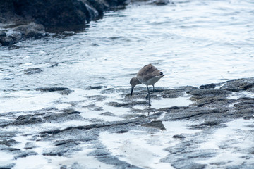 WIllet (Tringa semipalmata)
