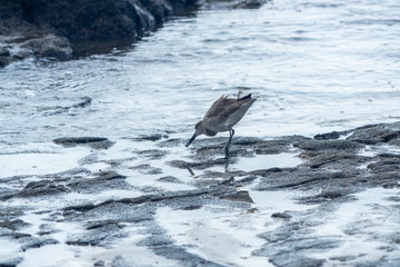 WIllet (Tringa semipalmata)