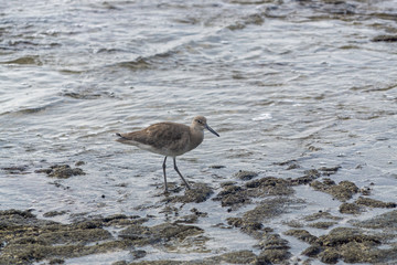 WIllet (Tringa semipalmata)