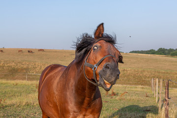 Pferd schüttelt den Kopf wegen Fliegen