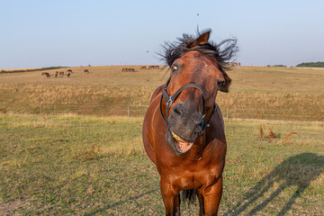 Pferd schüttelt den Kopf wegen Fliegen