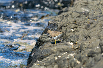 Spotted Sandpiper (Actitis macularius) in Mexico