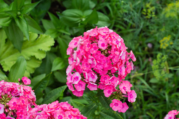 Blooming pink flowers phlox paniculata