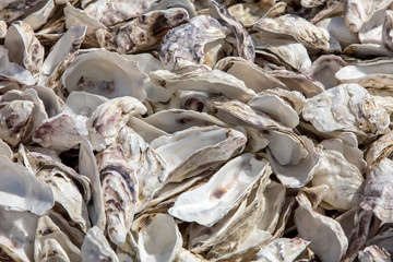 Thousands of empty shells of eaten oysters discarded on sea floor in Cancale, famous for oyster farms.  Brittany, France