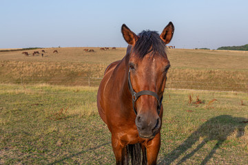 braunes Pferd vor Landschaft auf der Koppel