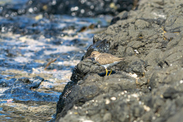 Spotted Sandpiper (Actitis macularius) in Mexico