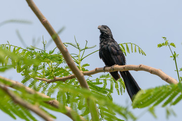Groove-Billed Ani (Crotophaga sulcirostris)