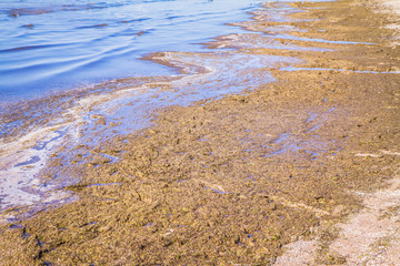 Algae at a beach of the Baltic Sea