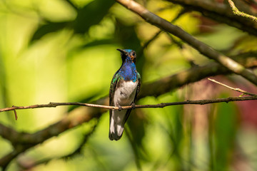 white-necked Jacobin (Florisuga mellivora)