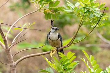 White-throated Magpie-Jay (Calocitta formosa) in Costa  Rica