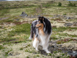 blue merle collie scouting on mountain trail