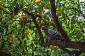 paloma de ciudad en un mandarinero