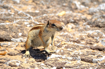 Squirrel Standing on the Rocks in Fuerteventura, Canary Islands